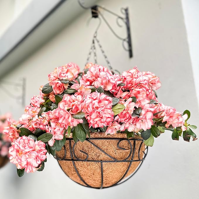 LaLaGreen Hanging Planter for Outdoor Plants (10 Inch, 2 Pack) Hanging Baskets with Coco Liner, Black Metal Wire Flower Basket Pots with Hook Hanger Balcony Porch Farmhouse Country Style Garden Decor